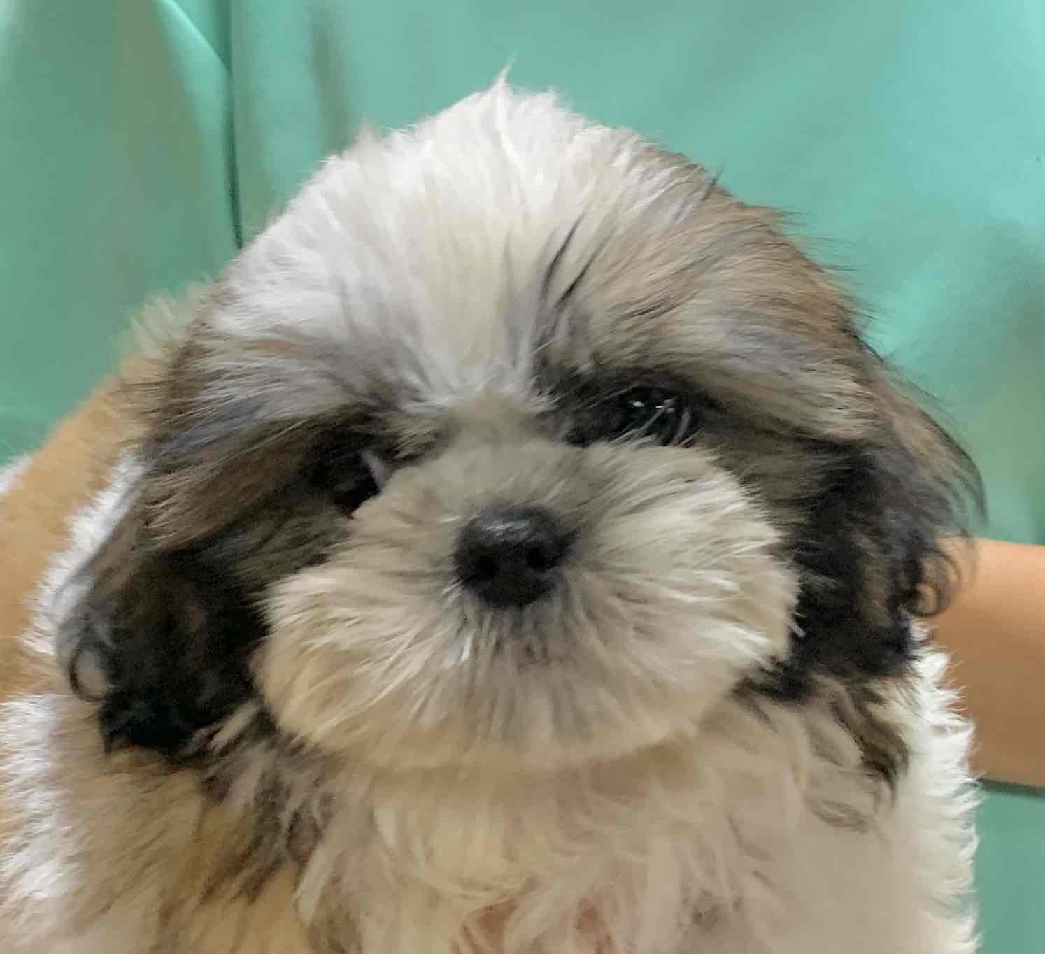 シーズー お迎え済 豆柴のブリーダーは広島の Ksチルドレン犬舎